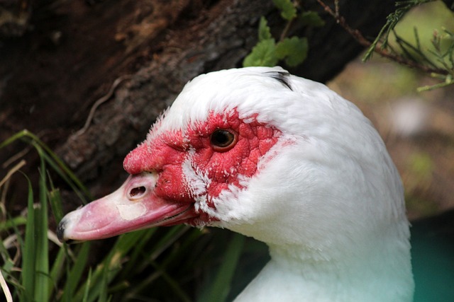 力的逃避能 力的逃避能